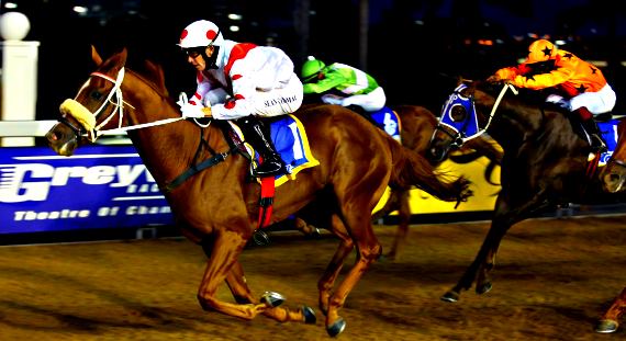 Image of Greyville Night racing with link to Hollywoodbets' best bets and tips for Greyville Wednesday 15 June